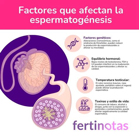 Infografía sobre factores que afectan la fertilidad masculina