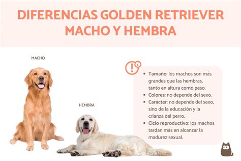 Esquema detallado que muestra las diferencias morfológicas entre el macho y la hembra de la aceitera común.