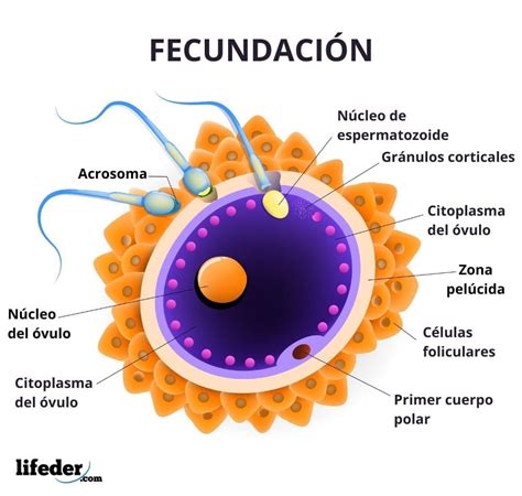 Esquema que ilustra el proceso de fecundación in vitro (FIVET) y las etapas tempranas del desarrollo embrionario desde la concepción hasta la implantación.