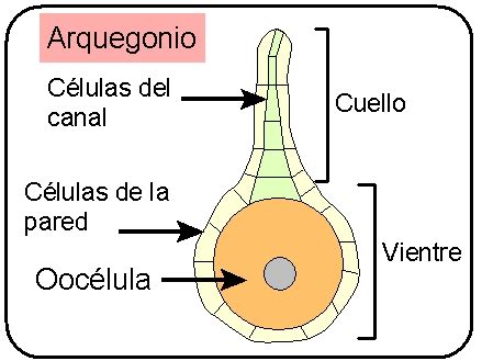Esquema de un arquegonio con una oosfera en su interior, mostrando el canal por donde accede el gameto masculino.