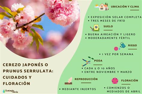 Diagrama mostrando el espaciado recomendado para cerezos estándar y enanos