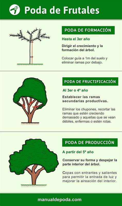 Diagrama ilustrando los tipos de poda recomendados para cerezos