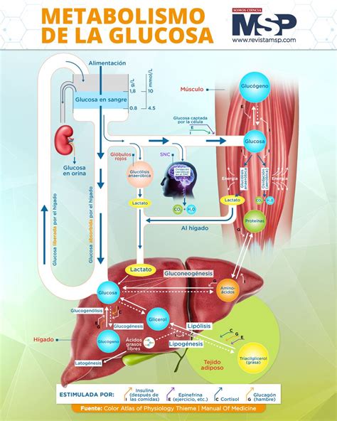 Infografía: Vía metabólica de la glucosa y producción de lactato en el embrión