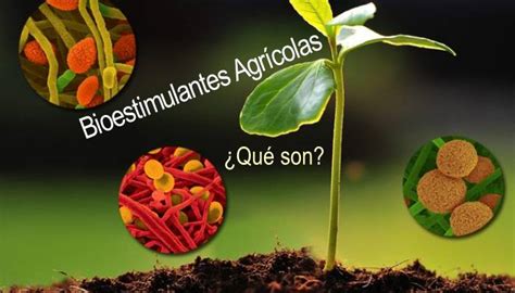 Ilustración de plantas sanas cultivadas con bioestimulantes