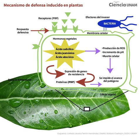 Esquema de mecanismo de defensa de la planta contra el estrés oxidativo