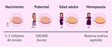 Infografía: Evolución de la reserva ovárica femenina desde el nacimiento hasta la menopausia