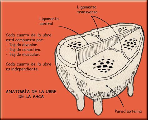 Esquema detallado de la anatomía de la ubre de la vaca con sus cuatro cuartos, ligamentos suspensorios, alveolos, conductos y cisternas.