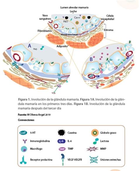 Diagrama que ilustra el proceso de involución de la glándula mamaria durante el periodo seco de una vaca.