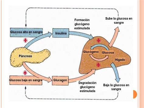 Infografía del metabolismo de los hidratos de carbono en la vaca y su transformación en lactosa a nivel celular en la glándula mamaria.