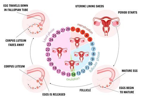 Esquema explicativo del ciclo reproductivo femenino mostrando la ovulación, transporte por las trompas y la implantación en el útero.