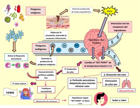 Esquema explicativo del mecanismo de la fiebre: detección de patógenos, liberación de pirógenos y regulación hipotalámica.