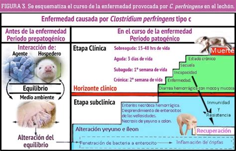 Infografía detallando los factores que contribuyen a la diarrea en lechones lactantes.