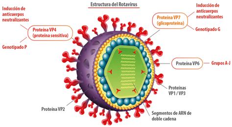 Diagrama de la estructura del intestino porcino y cómo los virus como el rotavirus y coronavirus afectan las vellosidades intestinales.