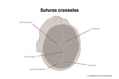 Esquema anatómico mostrando las suturas craneales (sagital, coronal, metópica y lambdoidea) y las fontanelas.