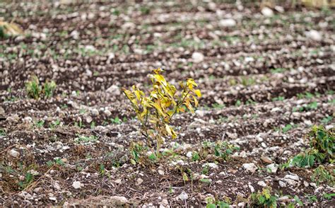 Campo de cultivo con señales de degradación del suelo por fertilizantes químicos
