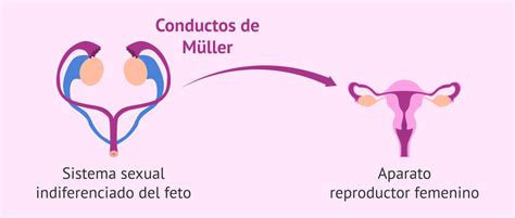 Diagrama de la formación del útero a partir de los conductos de Müller