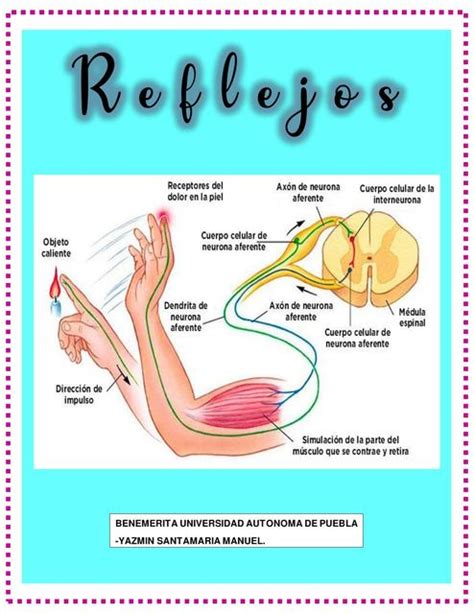 Esquema explicativo sobre el funcionamiento del reflejo eyaculatorio y los puntos de control muscular