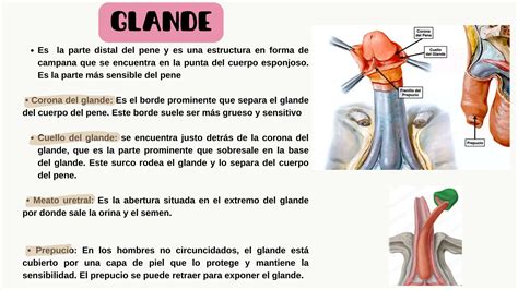 Infografía sobre la técnica de parada y compresión aplicada en la base del glande