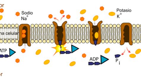 Esquema ilustrativo del funcionamiento neuronal y el papel de la bomba de sodio-potasio ATP1A3.