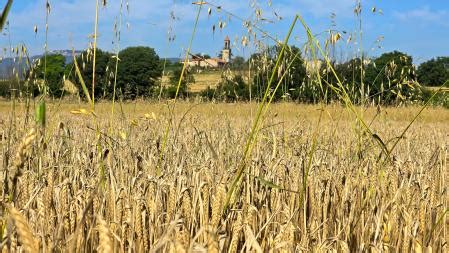 Fotografía panorámica del campo con recreación histórica de la siega tradicional