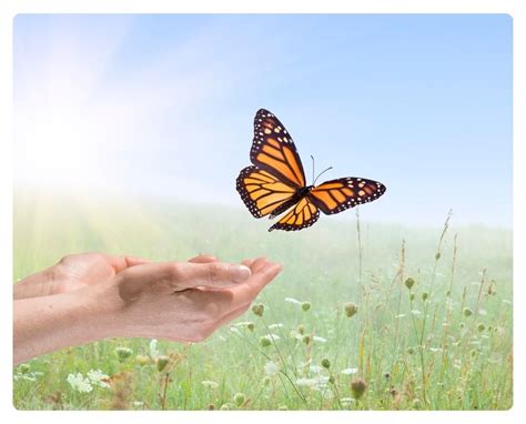 Ilustración de una mariposa morada, símbolo del duelo perinatal, flotando suavemente sobre un fondo sereno.