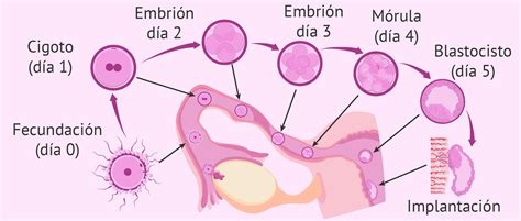 Esquema del desarrollo embrionario temprano: cigoto, 2 células, 4 células, 8 células, mórula y blastocisto