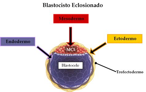 Diagrama de un blastocisto con la masa celular interna y el trofoectodermo