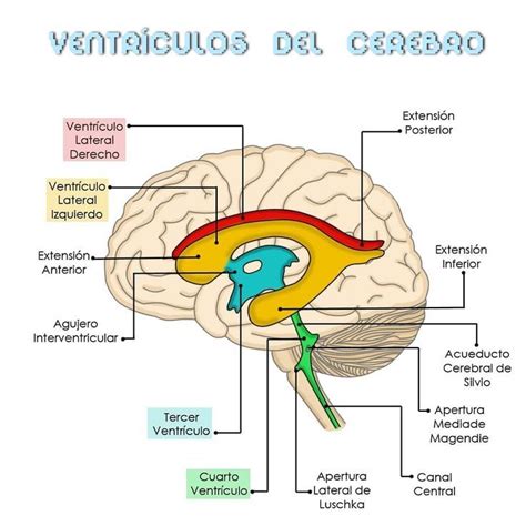 Diagrama de los ventrículos cerebrales y sus conexiones