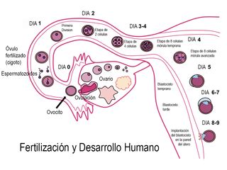 Esquema cronológico que muestra la transición desde la fecundación (día 1) hasta el nacimiento, marcando las etapas de cigoto, embrión y feto.