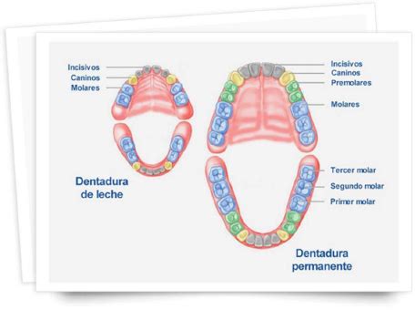 Diagrama esquemático de la dentición mixta mostrando la coexistencia de dientes temporales y permanentes.