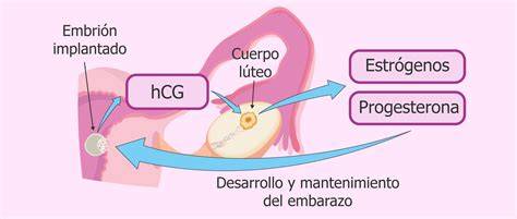 Esquema de la producción de hCG por la placenta y su detección.