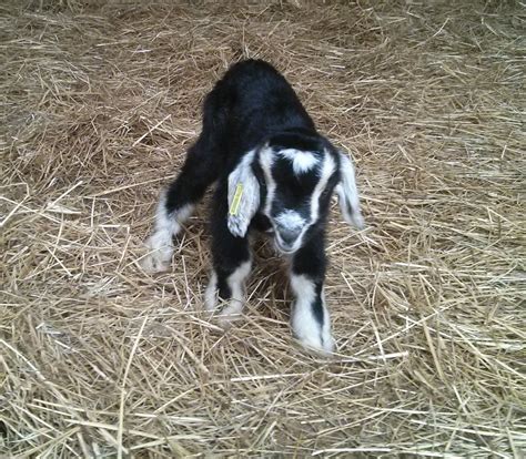 Cabrito lechal joven en un pastizal, alimentándose de leche materna