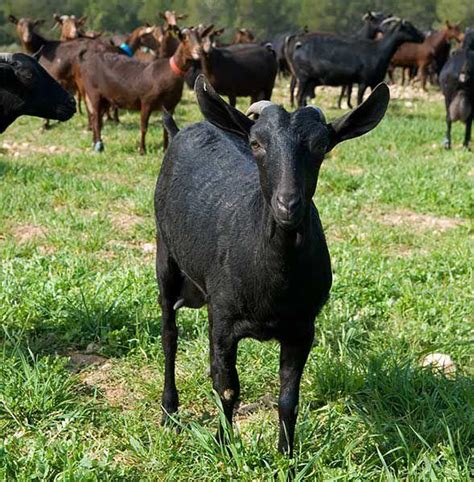 Ganadero con cabras de raza Murciano Granadina en un entorno semidesértico