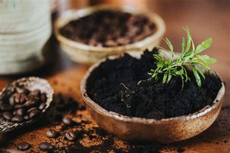 Fotografía de posos de café secos esparcidos sobre la tierra de una maceta.