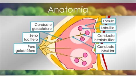 Esquema anatómico mostrando la ubicación de los conductos galactóforos y las zonas de riesgo de obstrucción en el pecho femenino