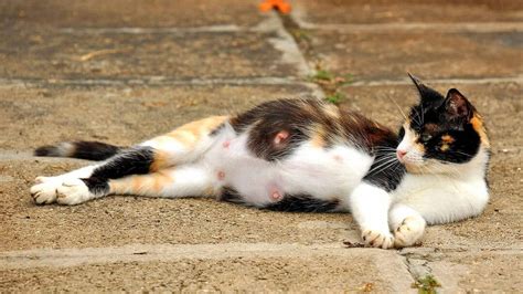 Foto macro de pezones de gata embarazada con enrojecimiento
