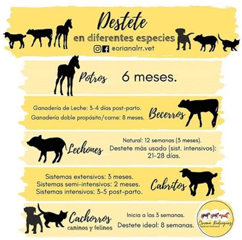 Gráfico que muestra la frecuencia de destete en diferentes etapas del embarazo