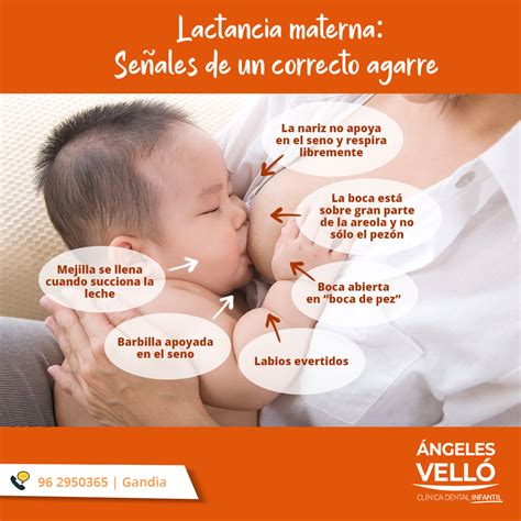 Infografía: Signos de un buen agarre en la lactancia