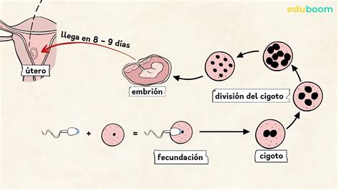 Diagrama mostrando la posible migración del apéndice durante el embarazo