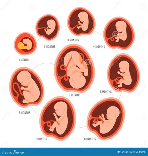 Esquema de desarrollo fetal comparando el tamaño del feto con una fresa y mostrando la formación de órganos principales.