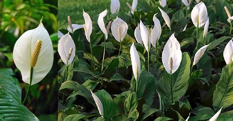 Ilustración detallada de la planta Cuna de Moisés con sus hojas verdes y flor blanca característica.