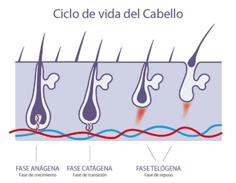 Esquema explicativo del ciclo capilar: fases de crecimiento (anágena), transición (catágena) y reposo (telógena) aplicado al posparto.