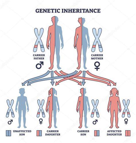 Esquema de la herencia genética: cómo los alelos de los padres se transmiten a los hijos