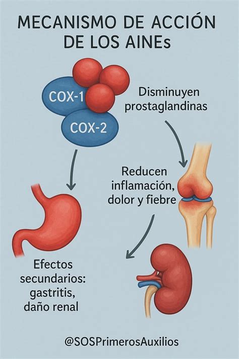 Esquema de los posibles efectos de los AINEs en el feto o neonato, destacando riesgos renales y cardíacos