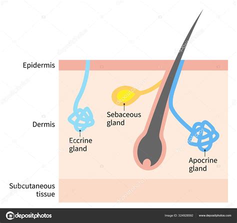 Ilustración de las glándulas sebáceas de la piel del bebé