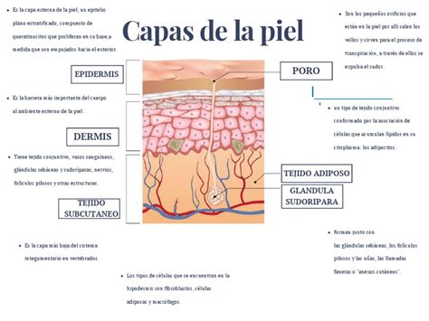 Esquema de las capas de la piel de un bebé comparada con la de un adulto
