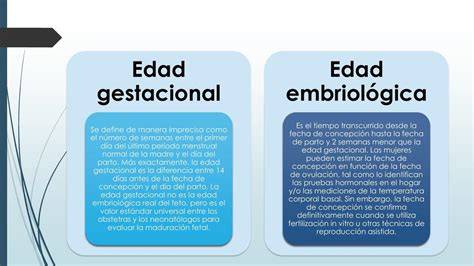 Esquema que muestra la diferencia entre la edad gestacional y la edad embrionaria.