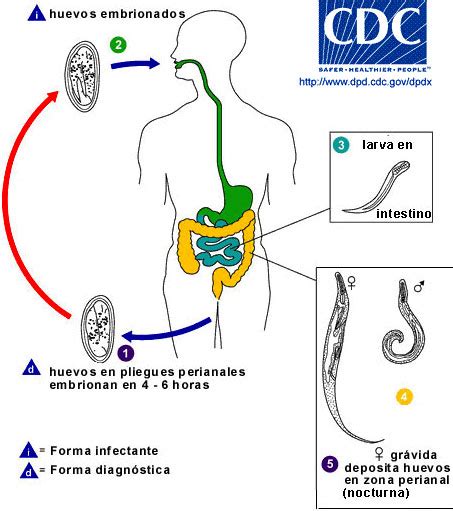 Esquema del ciclo de vida del Enterobius vermicularis