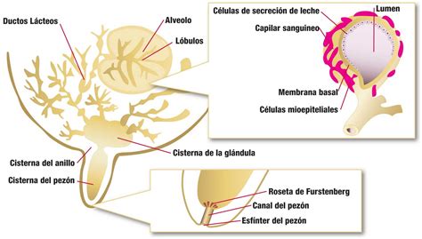 Diagrama explicativo sobre el funcionamiento de la glándula mamaria: la producción de leche a demanda tras las primeras semanas.