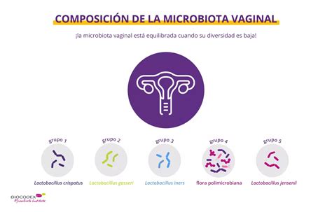 Diagrama de la microbiota vaginal con énfasis en Lactobacillus y otros microorganismos.
